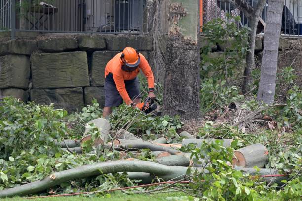 Best Tree Stump Removal  in Ridgway, PA